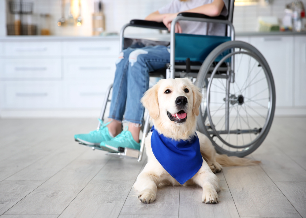 Photo of Service Animal and Wheelchair at Home